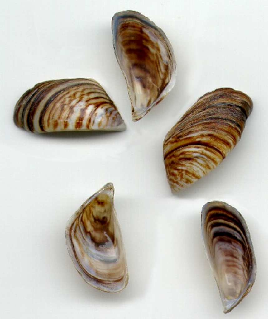 Charla informativa mejillón cebra